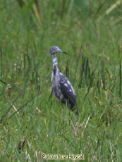 Little-blue Heron Juvenile