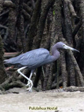 Little-blue Heron