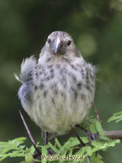 Medium Ground-Finch Geospiza fortis