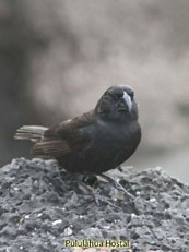 Large Ground-Finch