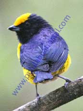 Orange-bellied-Euphonia