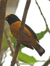 Orange-bellied Euphonia