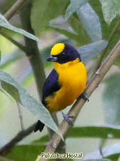 Orange-crowned-Euphonia - Euphonia xanthogaster