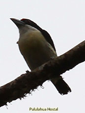 Orange-fronted Barber