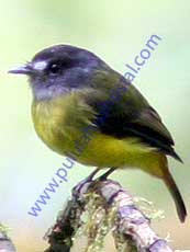 Ornate-Flycatcher