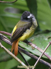 Ornate Flycatcher