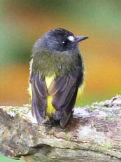 Juve Ornate Flycatcher