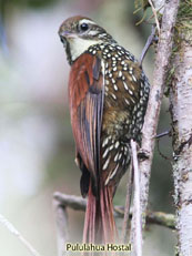 Pearled Treerunner_Margaronis stellatus