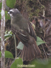 Piratic Flycatcher_Legatus leucophaius