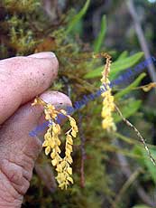 Pleurothallis sp