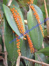 Pleurothallis truncata