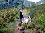 Pululahua_Crater_Burro