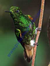 Buff-tailed Coronet