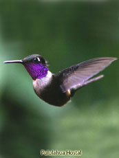 Purple-throated Woodstar