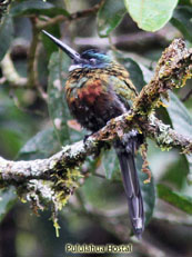 Purplish Jacamar - Galbula chalcothorax