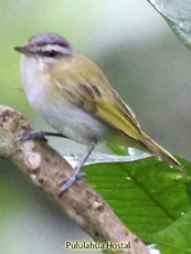 Red-eye Vireo