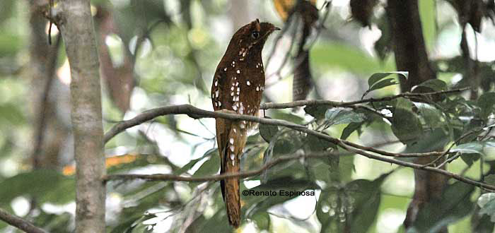 Rufous Potoo - Nyctibius bracteatus