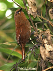 Rufous-Spinetail_Synallaxis-unirufa