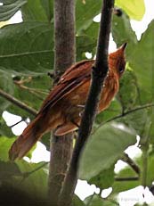 Rufous Piha