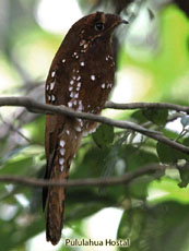 Rufous Potoo - Nyctibius bracteatus