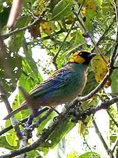 Saffron-crowned Tanager