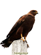 Savana Hawk