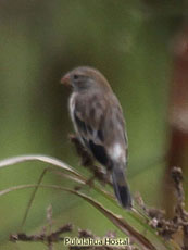 Finch SP