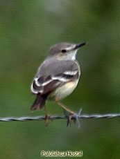 Short-tailed Field Tyrant