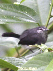 Slate-throated-Gnatcatcher