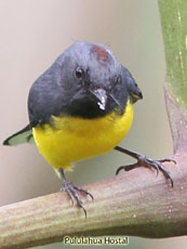 Slate-throated-Whitestart_Myoborus-miniatus