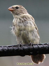 Small Tree-finch Camarhynchus parvulus