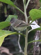 Southern-beardless Tyrannulet