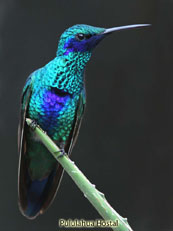 Sparkling Violetear_Colibri coruscans