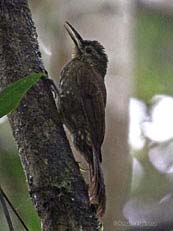 Spotted Woodcreeper