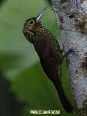 Spotted Woodcreeper