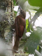 Straight-billed Woodcreeper