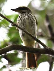 Streaked Flycatcher