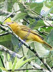 Summer Tanager