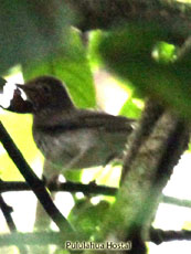 Swainsons Thrush