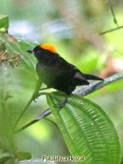 Tawny-crested Tanager