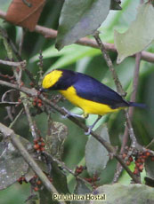 Thick-billed Euphonia