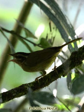 Three-striped Warbler