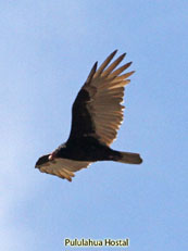 Turkey-Vulture