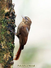 Wedge-billed Woodcreeper_Glyphorynchus spirurus