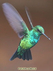 Western Emerald