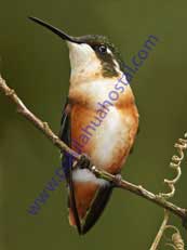 White-bellied Woodstar