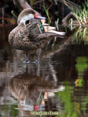 White-cheeked Pintail