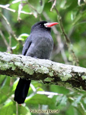 White-fronted Nunbird