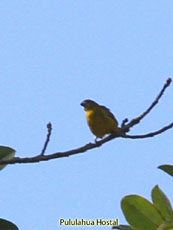 White-lored Euphonia