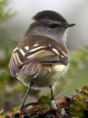 Tawny-rumped Tyrannulet